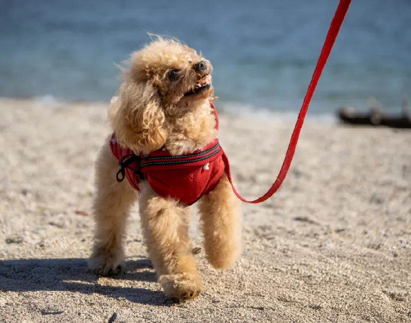 わんちゃんと泊まれる